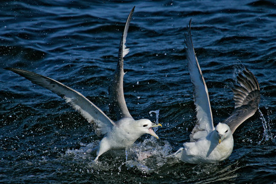 Eissturmvogel (Fulmarus glacialis) zwei Altv&ouml;gel k&auml;mpfen um Nahrung, Nordsee, offshore, Deutschland