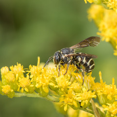 Dianthidium simile, Resin bee visiting Solidago (goldenrod)