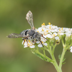 Coelioxys (cuckoo bee) visiting Achillea millefolium (yarrow)