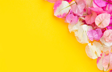 Fototapeta na wymiar Multi-colored petals of bougainvillea on a yellow background