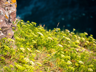 Obraz premium Close up of the flowers growing on the cliff. With a sea in background.