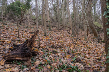 Forest at fall, France