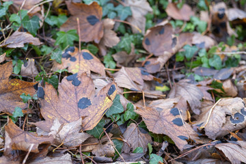 Leaf at fall in a forest,  on the ground