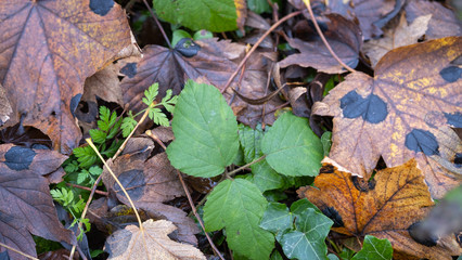 Leaf at fall in a forest,  on the ground