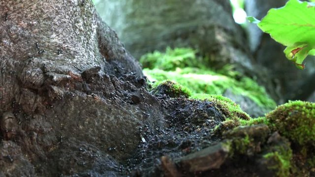 Ants on an old tree - (4K)