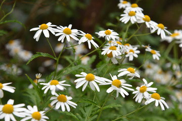 Wild Chamomile (Matricaria chamomilla) flowers in the mountains of Madeira Island.