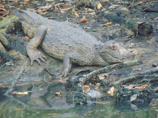 alligator