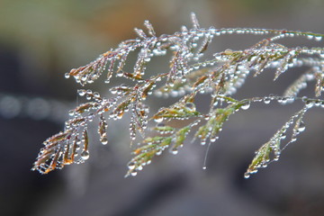 Morning dew on the grass.