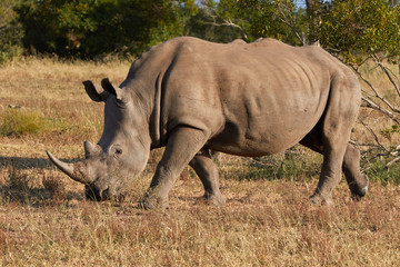 Obraz premium Side view of a White rhinoceros 