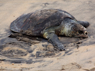 dead turtle on the beach