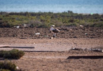 Arabian Osprey nesting surrounded by plastic waste in the Arabian Gulf