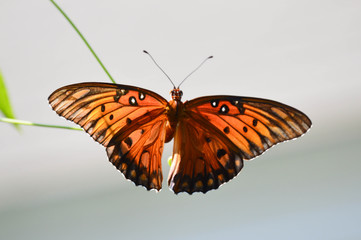 gulf fritillary butterfly laying eggs on passionflower vine