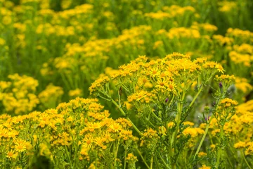 Fototapeten Orange ragwort  © Gill