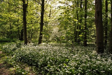Obraz premium wild garlic in woods in spring