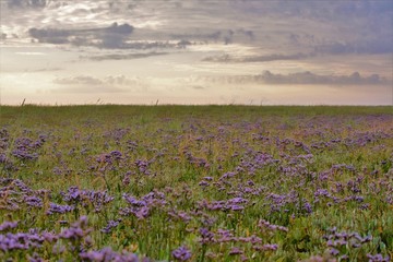 sea lavender on salt marsh