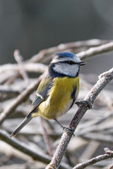 European wild bird in the garden at winter time