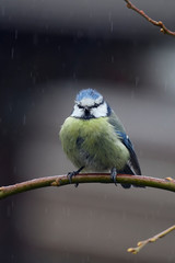 European wild bird in the garden at winter time