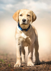 golden retriever puppy outdoor standing