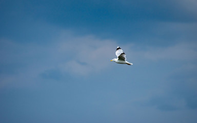 A lone gull