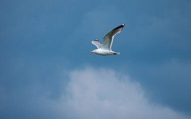 Fototapeta premium A lone gull