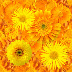 Seamless  pattern with orange flowers