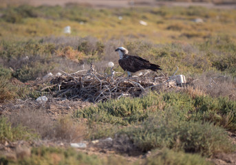 Arabian Osprey nesting surrounded by plastic waste in the Arabian Gulf