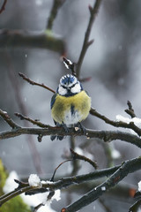 European wild bird in the garden at winter time