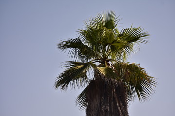 Fototapeta na wymiar Palm tree in Jerusalem Park with blue sky background