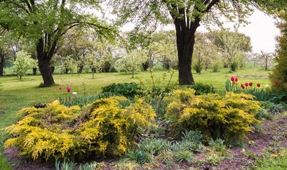 Obraz premium spring garden, flowerbed with plants and yellow cones, flowering tulips, large pear trees at the back and an apple orchard blooming behind