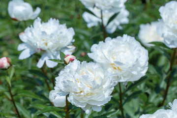 White flower peony flowering