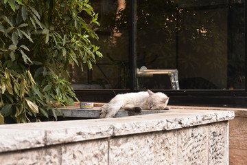 White cat sleeping on a ledge in Rehavia West Jerusalem