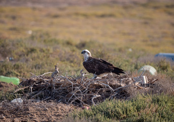 Arabian Osprey nesting surrounded by plastic waste in the Arabian Gulf