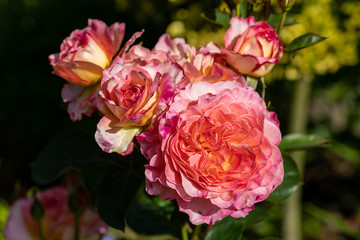 Colorful roses flowers on the branch in the garden
