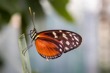 Fototapeta na wymiar A wonderful orange butterfly resting on a green leaf - side view