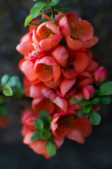 Obraz premium Beautiful delicate spring flowers of quince decorative tree. Plant for landscape design, exterior. Branch with coral flowers. Blooming flowers in the garden. Concept of ecology and environment.