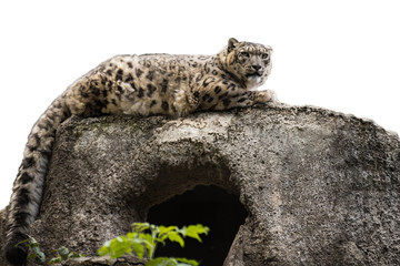 Snow leopard lying on a rock