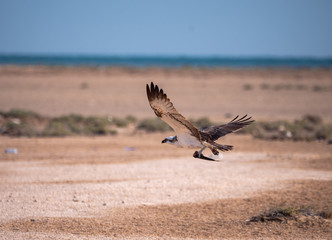 Osprey in flight on Hawar Islands in the Arabian Gulf between Bahrain and Qatar