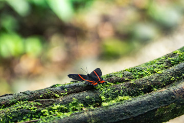 natural wildlife tropical forest ecuador jungle
