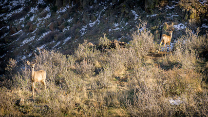 Fototapeta na wymiar Deer on Hillside #8