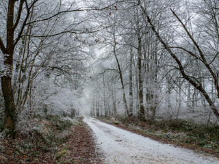 Fototapeta premium Frosted forest
