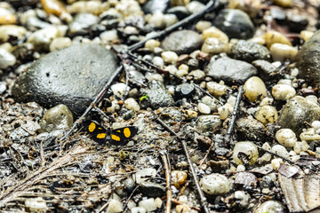 natural wildlife tropical forest ecuador jungle