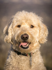 Labradoodle South Table Mountain Portraits #3
