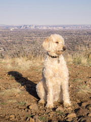 Labradoodle South Table Mountain Portraits #7