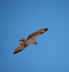 Osprey in flight on Hawar Islands in the Arabian Gulf between Bahrain and Qatar
