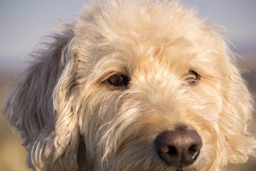 Labradoodle South Table Mountain Portraits #9