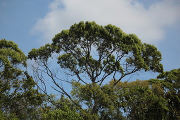 tropical rainforest trees in Brazil