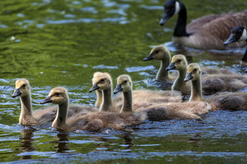 Canada goose and gosling in water.