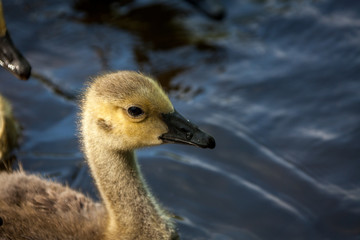 Canada goose and gosling in water.