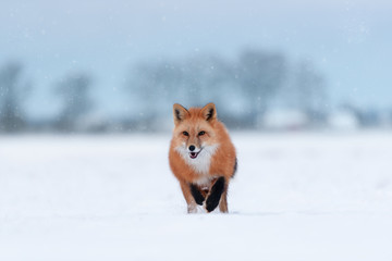Fox in the winter forest