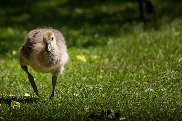 Canada goose and gosling in water.